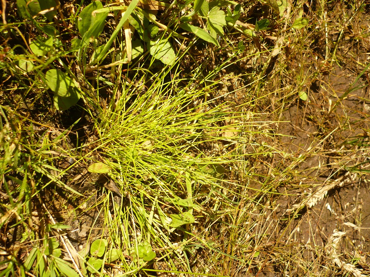 Isolepis setacea (Cyperaceae)